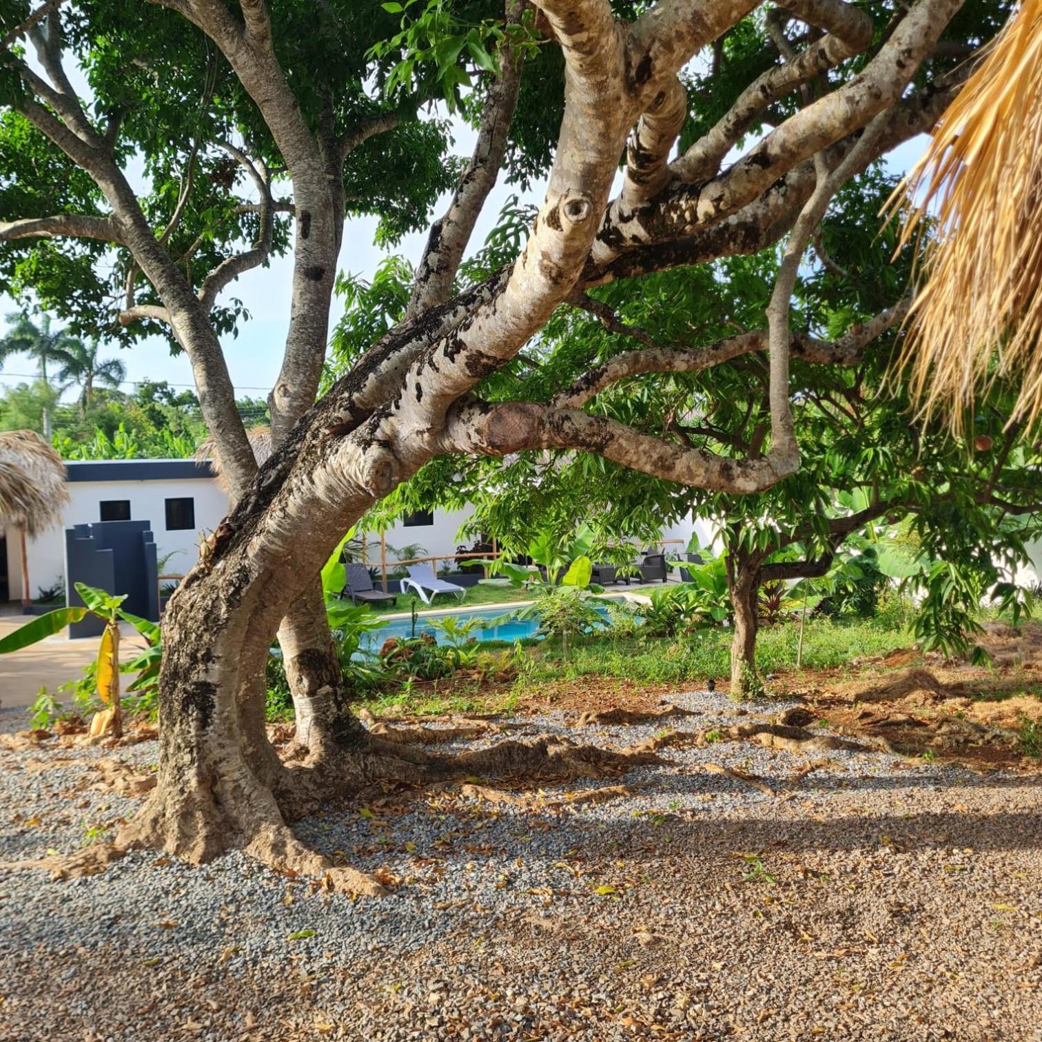 Bungalows Colibri Las Galeras Dış mekan fotoğraf