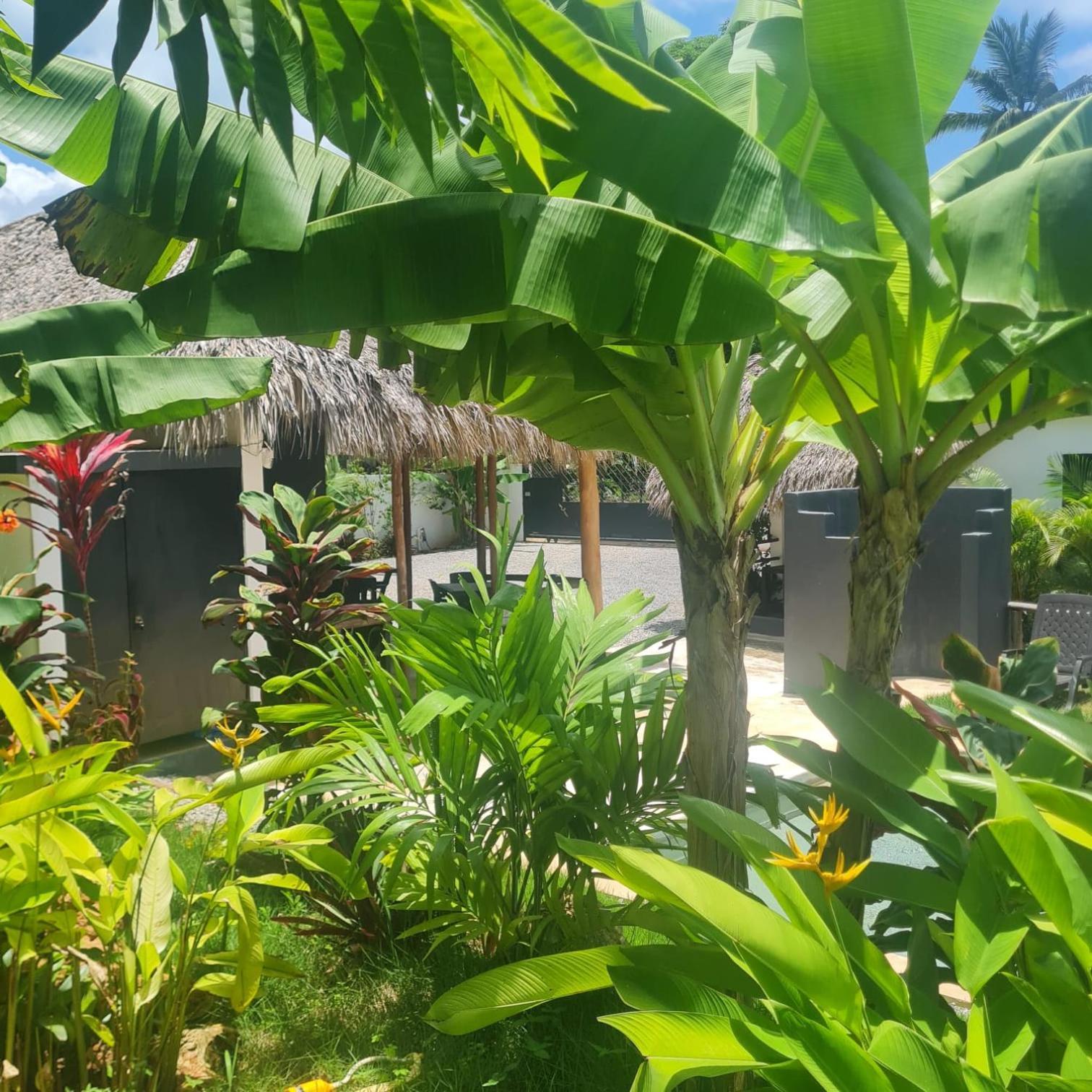 Bungalows Colibri Las Galeras Dış mekan fotoğraf